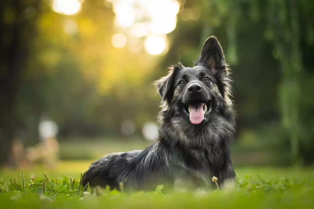 hunde-photo-1