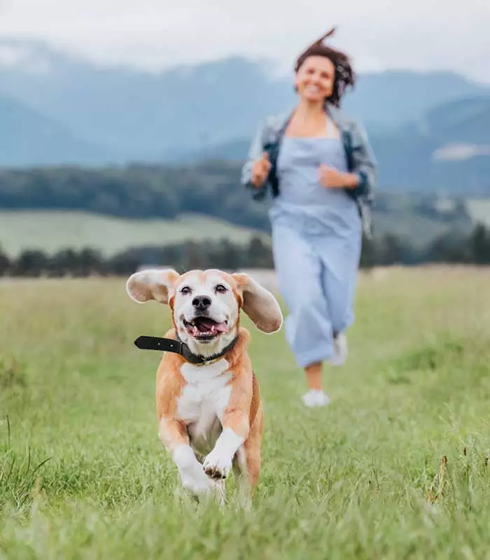 hunde-photo-4