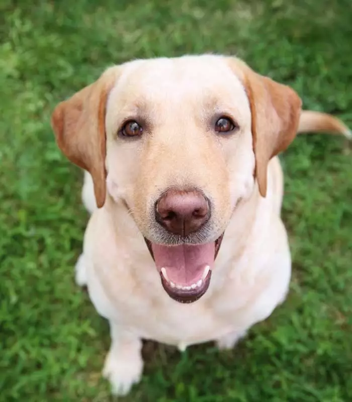 hunde-photo-2