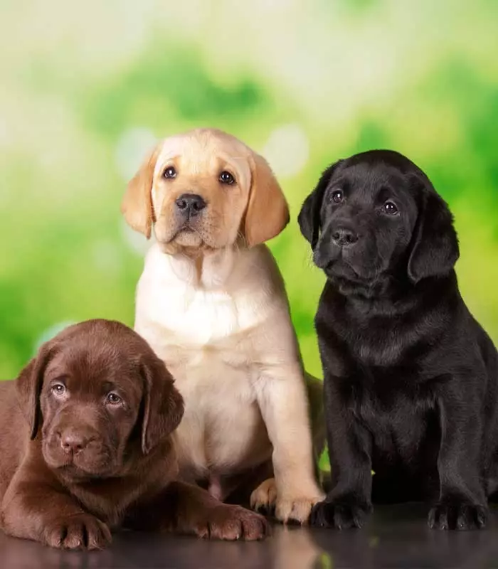 hunde-photo-5