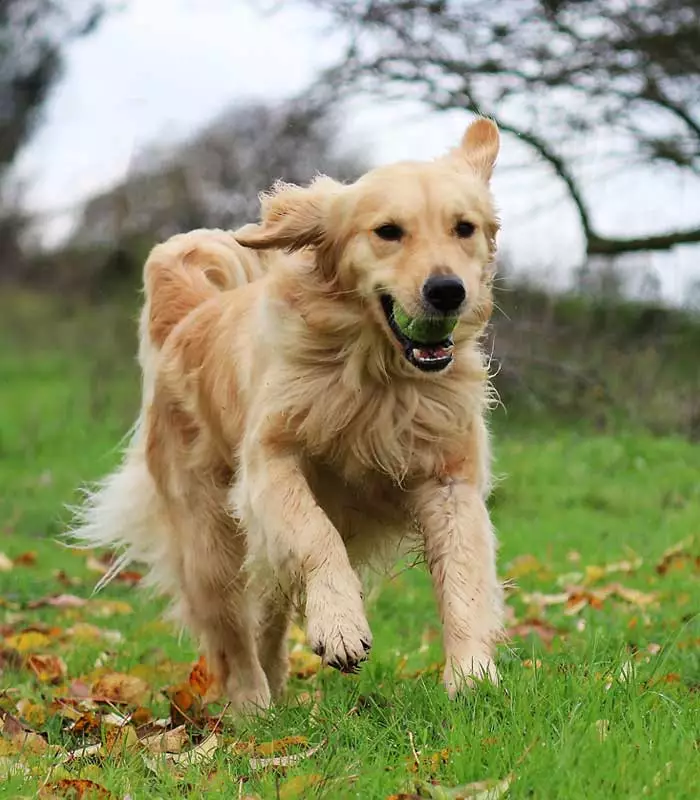 hunde-photo-3